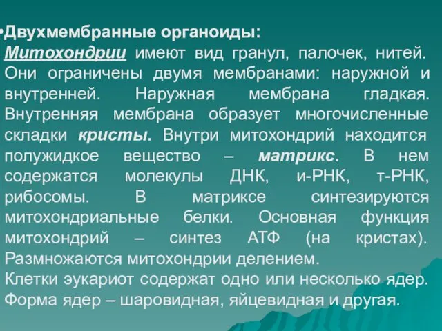 Двухмембранные органоиды: Митохондрии имеют вид гранул, палочек, нитей. Они ограничены двумя