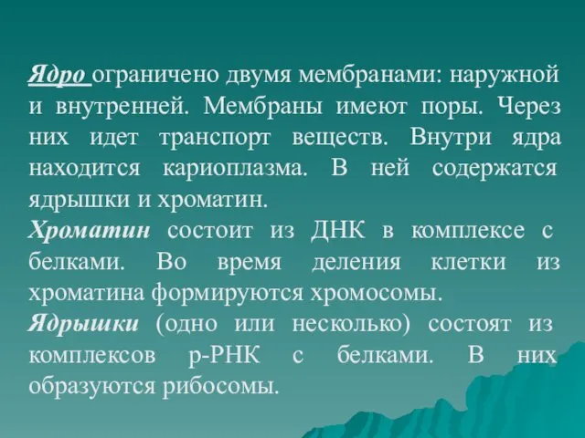 Ядро ограничено двумя мембранами: наружной и внутренней. Мембраны имеют поры. Через