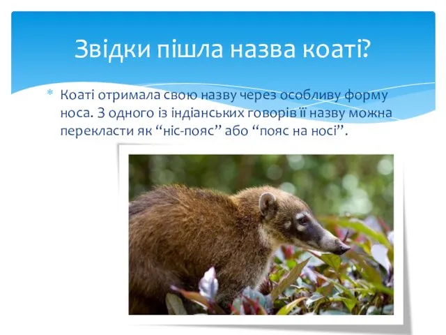 Коаті отримала свою назву через особливу форму носа. З одного із