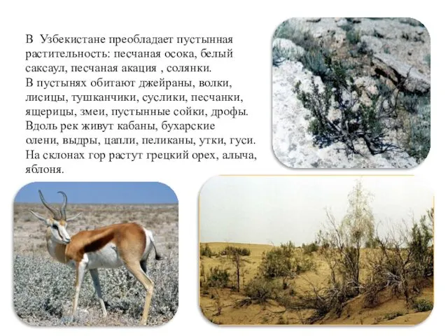 В Узбекистане преобладает пустынная растительность: песчаная осока, белый саксаул, песчаная акация