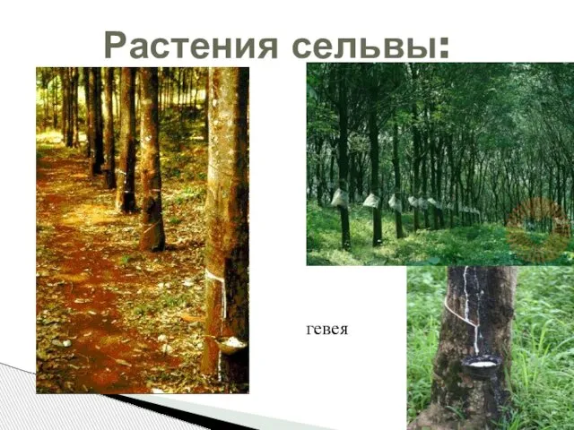 Растения сельвы: гевея