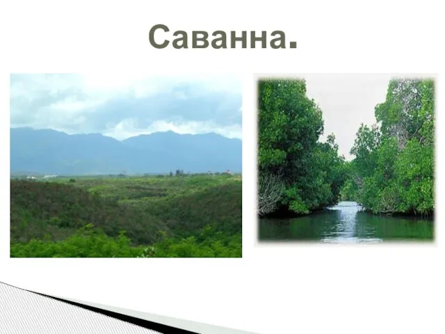 Саванна.