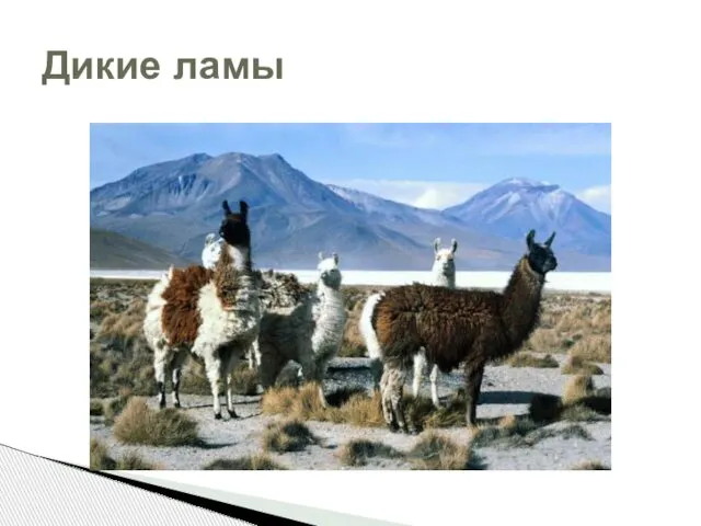 Дикие ламы