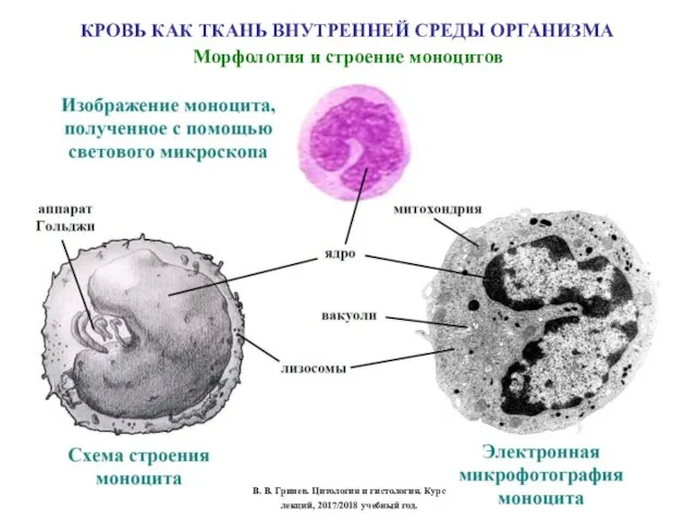 КРОВЬ КАК ТКАНЬ ВНУТРЕННЕЙ СРЕДЫ ОРГАНИЗМА Морфология и строение моноцитов В.