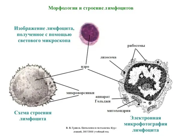 Морфология и строение лимфоцитов В. В. Гринев. Цитология и гистология. Курс лекций, 2017/2018 учебный год.