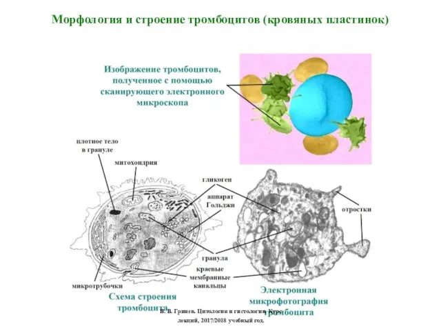 Морфология и строение тромбоцитов (кровяных пластинок) В. В. Гринев. Цитология и