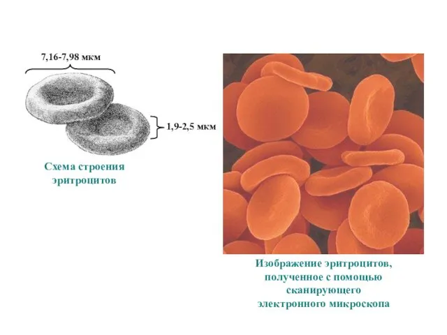 7,16-7,98 мкм 1,9-2,5 мкм Схема строения эритроцитов Изображение эритроцитов, полученное с помощью сканирующего электронного микроскопа