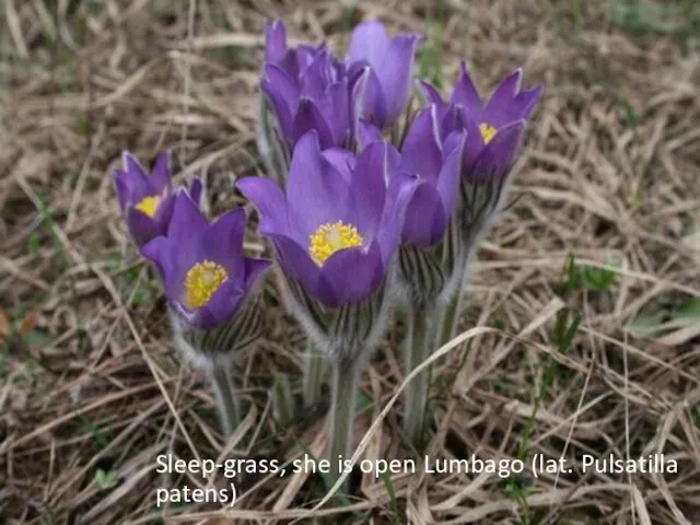 Sleep-grass, she is open Lumbago (lat. Pulsatilla patens)