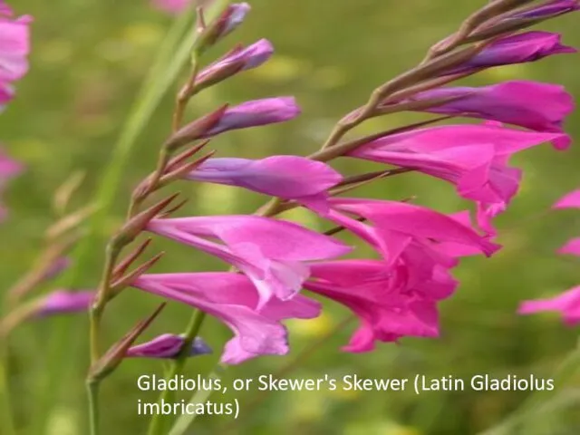 Gladiolus, or Skewer's Skewer (Latin Gladiolus imbricatus)