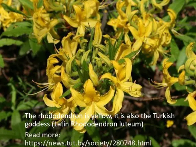 The rhododendron is yellow, it is also the Turkish goddess (Latin Rhododendron luteum) Read more: https://news.tut.by/society/280748.html