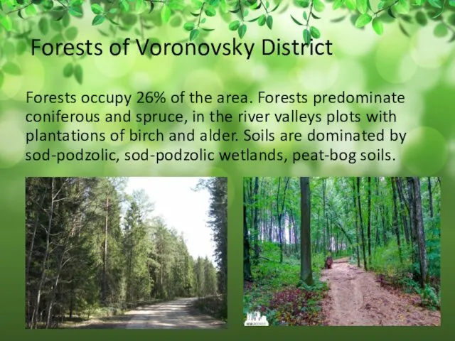 Forests of Voronovsky District Forests occupy 26% of the area. Forests