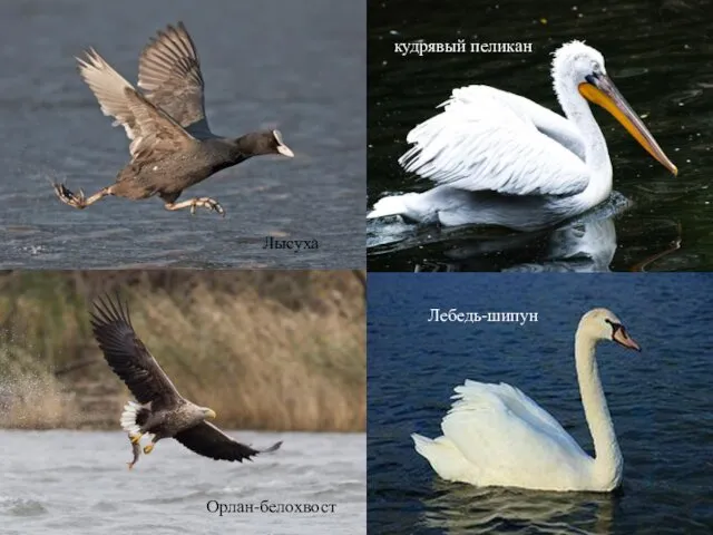 Лысуха кудрявый пеликан Лебедь-шипун Орлан-белохвост