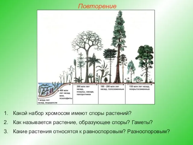 Повторение Какой набор хромосом имеют споры растений? Как называется растение, образующее