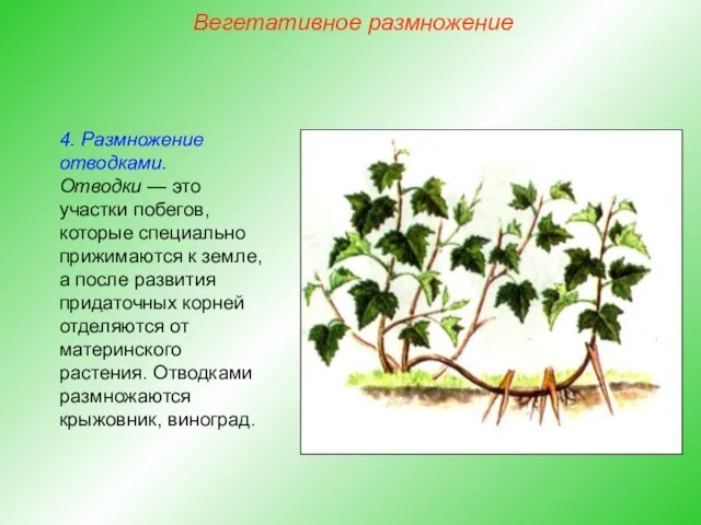 4. Размножение отводками. Отводки — это участки побегов, которые специально прижимаются