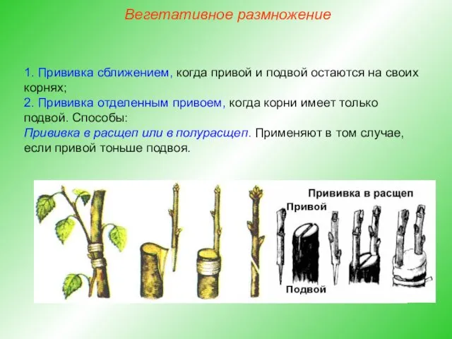 1. Прививка сближением, когда привой и подвой остаются на своих корнях;