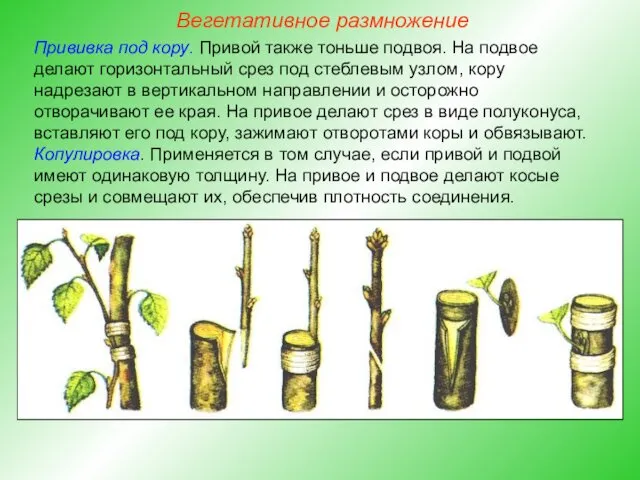 Прививка под кору. Привой также тоньше подвоя. На подвое делают горизонтальный