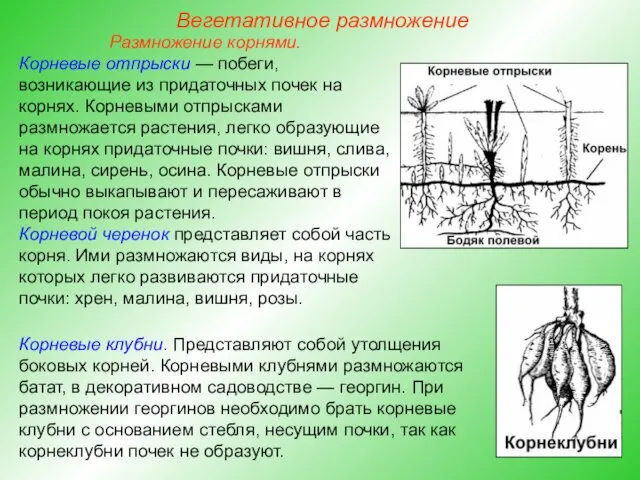 Размножение корнями. Корневые отпрыски — побеги, возникающие из придаточных почек на