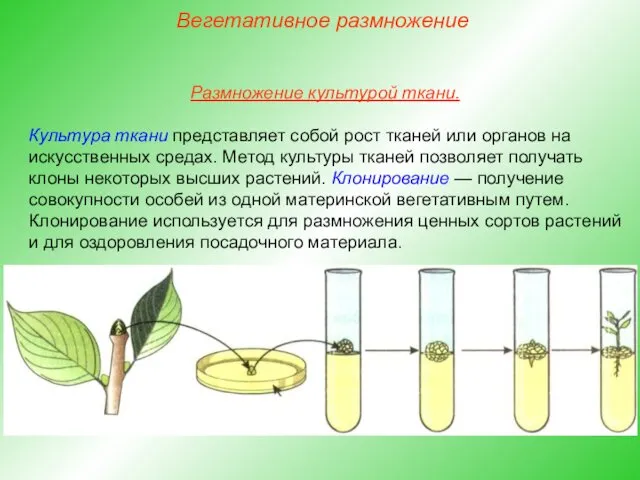 Размножение культурой ткани. Культура ткани представляет собой рост тканей или органов