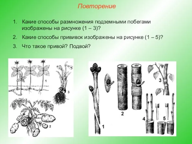 Повторение Какие способы размножения подземными побегами изображены на рисунке (1 –