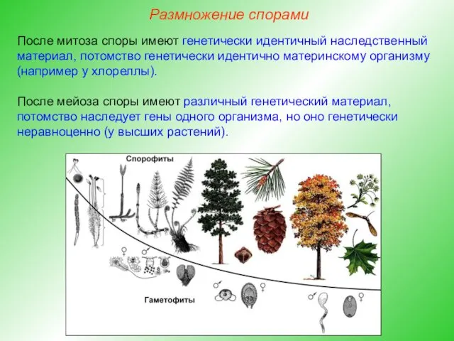 После митоза споры имеют генетически идентичный наследственный материал, потомство генетически идентично