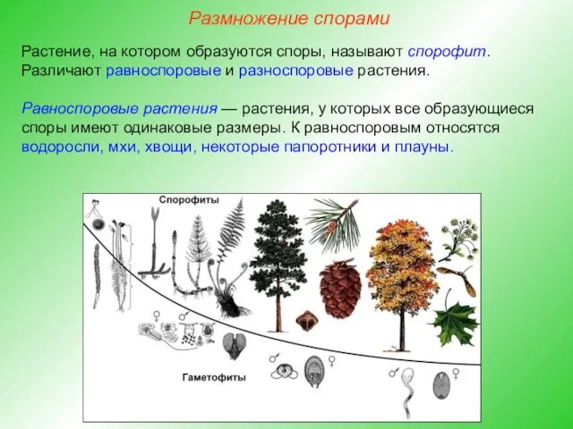 Растение, на котором образуются споры, называют спорофит. Различают равноспоровые и разноспоровые