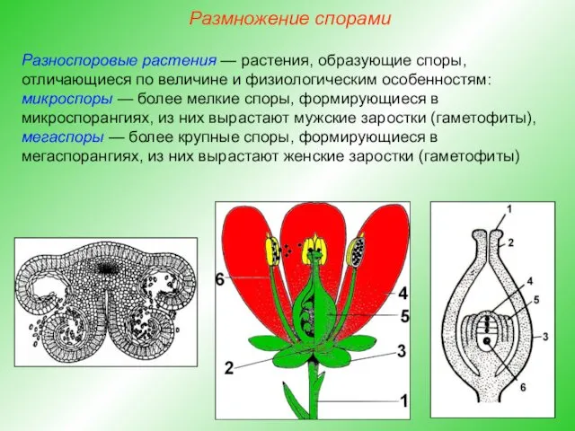 Разноспоровые растения — растения, образующие споры, отличающиеся по величине и физиологическим