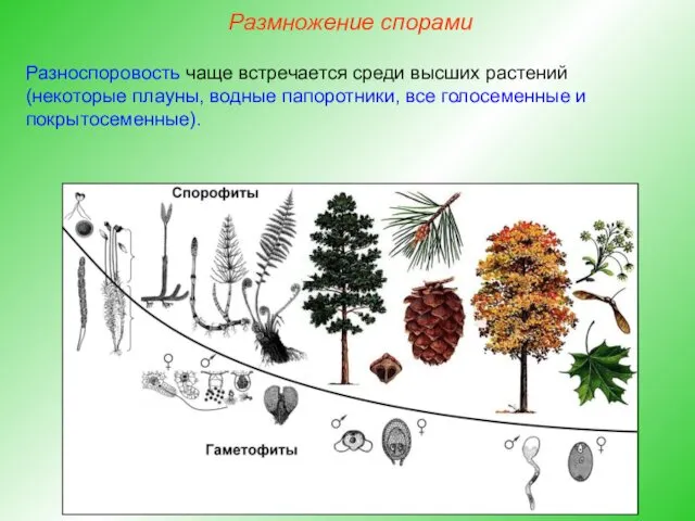 Разноспоровость чаще встречается среди высших растений (некоторые плауны, водные папоротники, все голосеменные и покрытосеменные). Размножение спорами