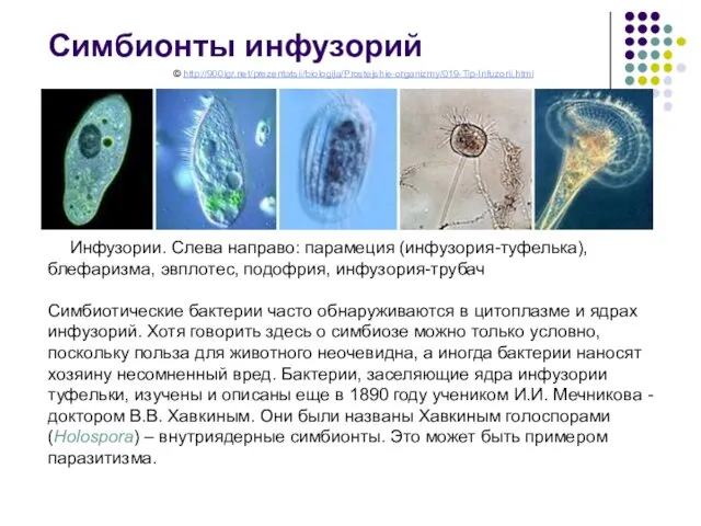Инфузории. Слева направо: парамеция (инфузория-туфелька), блефаризма, эвплотес, подофрия, инфузория-трубач Симбиотические бактерии