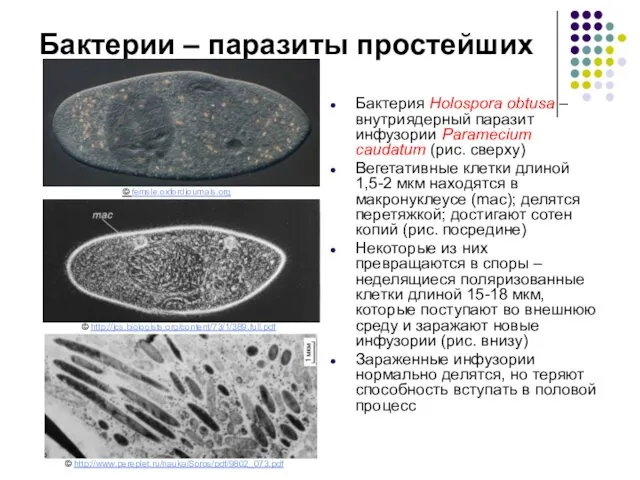 Бактерии – паразиты простейших Бактерия Holospora obtusa – внутриядерный паразит инфузории