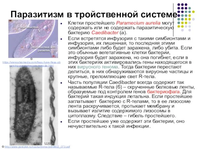 Паразитизм в тройственной системе Клетки простейшего Paramecium aurelia могут содержать или