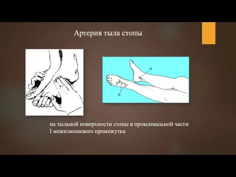 Артерия тыла стопы на тыльной поверхности стопы в проксимальной части I межплюсневого промежутка