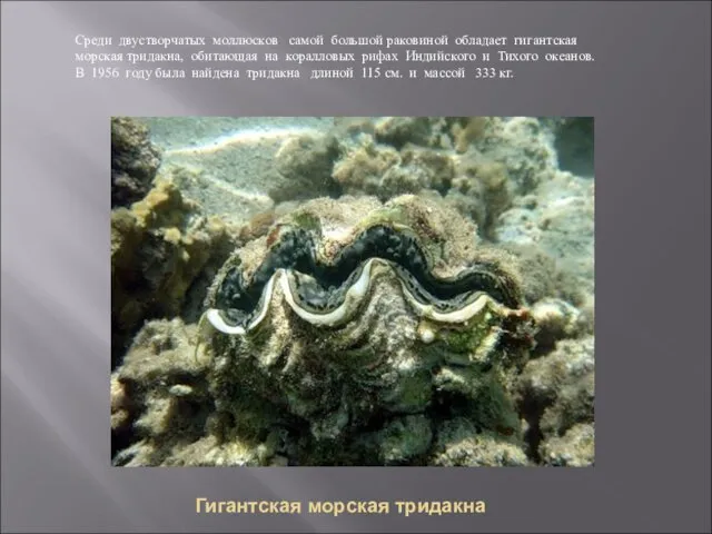 Гигантская морская тридакна Среди двустворчатых моллюсков самой большой раковиной обладает гигантская