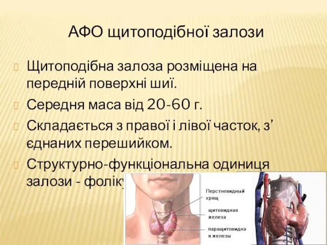 АФО щитоподібної залози Щитоподібна залоза розміщена на передній поверхні шиї. Середня