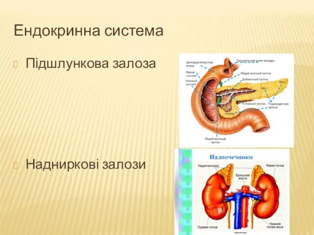 Ендокринна система Підшлункова залоза Надниркові залози