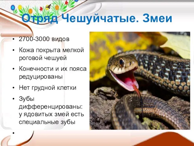 Отряд Чешуйчатые. Змеи 2700-3000 видов Кожа покрыта мелкой роговой чешуей Конечности