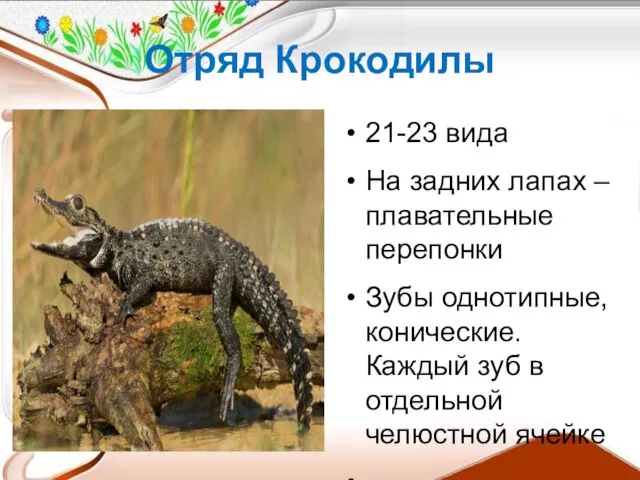 Отряд Крокодилы 21-23 вида На задних лапах – плавательные перепонки Зубы