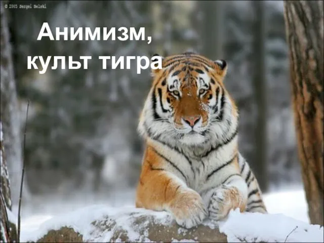 Анимизм, культ тигра
