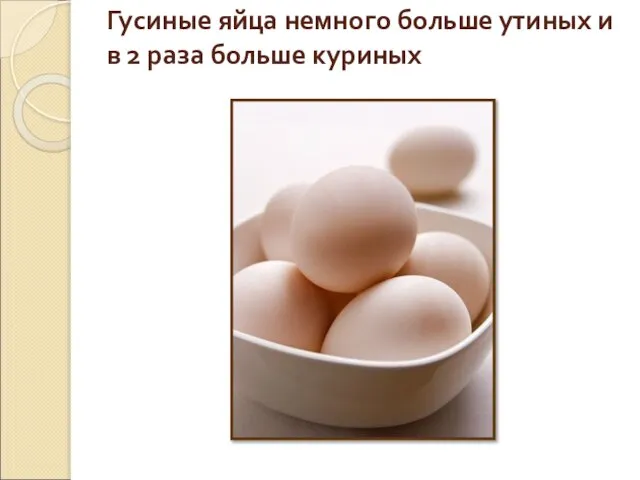 Гусиные яйца немного больше утиных и в 2 раза больше куриных