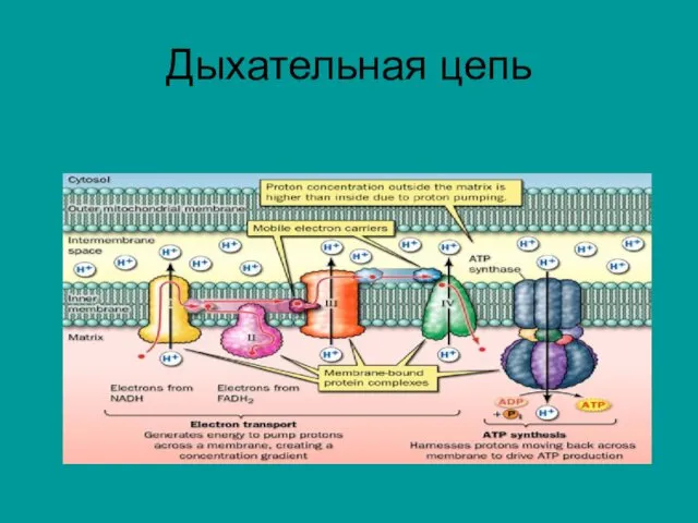 Дыхательная цепь