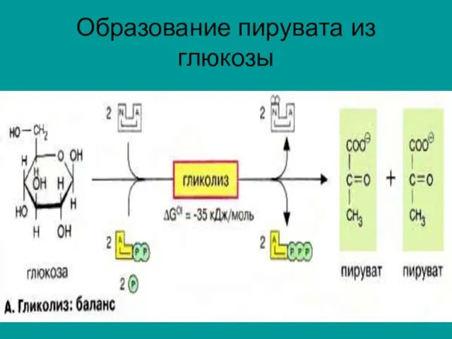 Образование пирувата из глюкозы