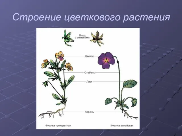 Строение цветкового растения