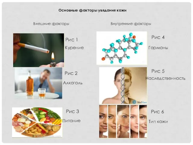 Основные факторы увядания кожи Внешние факторы Внутренние факторы Курение Алкоголь Питание