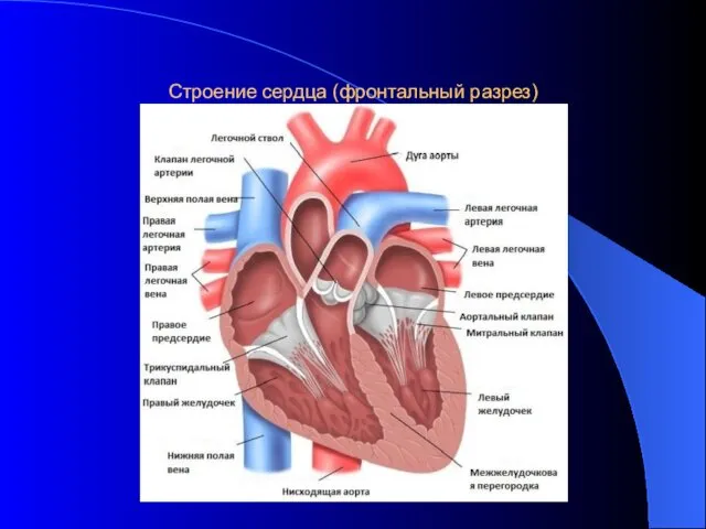 Строение сердца (фронтальный разрез)