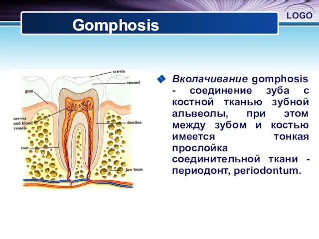 Вколачивание gomphosis - соединение зуба с костной тканью зубной альвеолы, при