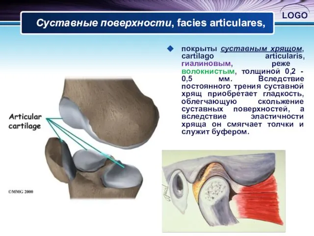 Суставные поверхности, faciеs articularеs, покрыты суставным хрящом, cartilago articularis, гиалиновым, реже