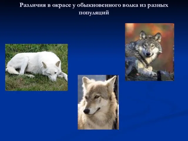 Различия в окрасе у обыкновенного волка из разных популяций