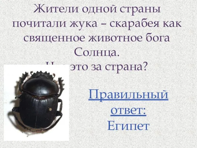 Жители одной страны почитали жука – скарабея как священное животное бога