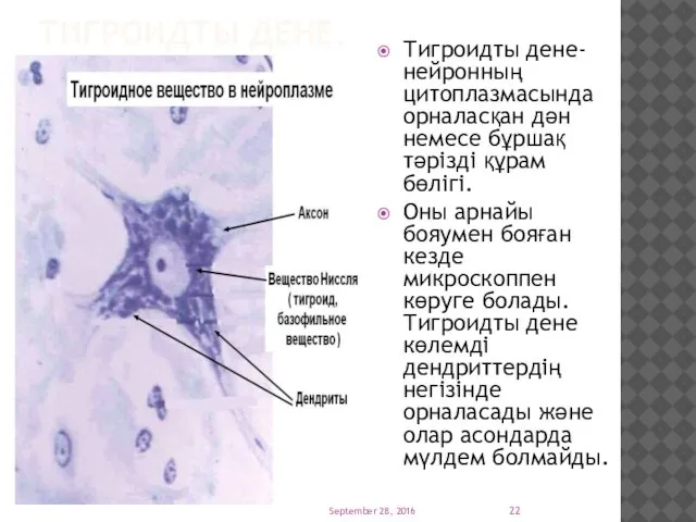 ТИГРОИДТЫ ДЕНЕ. Тигроидты дене-нейронның цитоплазмасында орналасқан дән немесе бұршақ тәрізді құрам