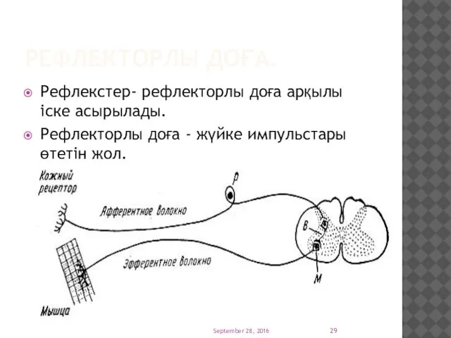 РЕФЛЕКТОРЛЫ ДОҒА. Рефлекстер- рефлекторлы доға арқылы іске асырылады. Рефлекторлы доға -