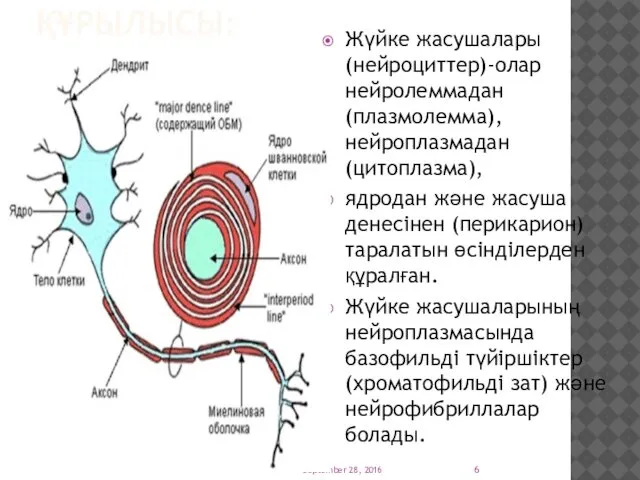 ҚҰРЫЛЫСЫ: Жүйке жасушалары (нейроциттер)-олар нейролеммадан (плазмолемма), нейроплазмадан (цитоплазма), ядродан және жасуша